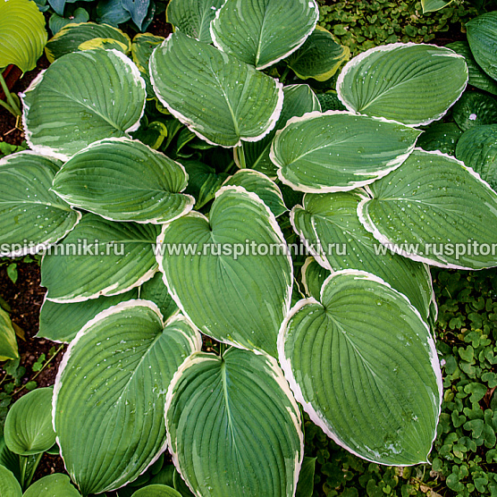 Frosted Jade